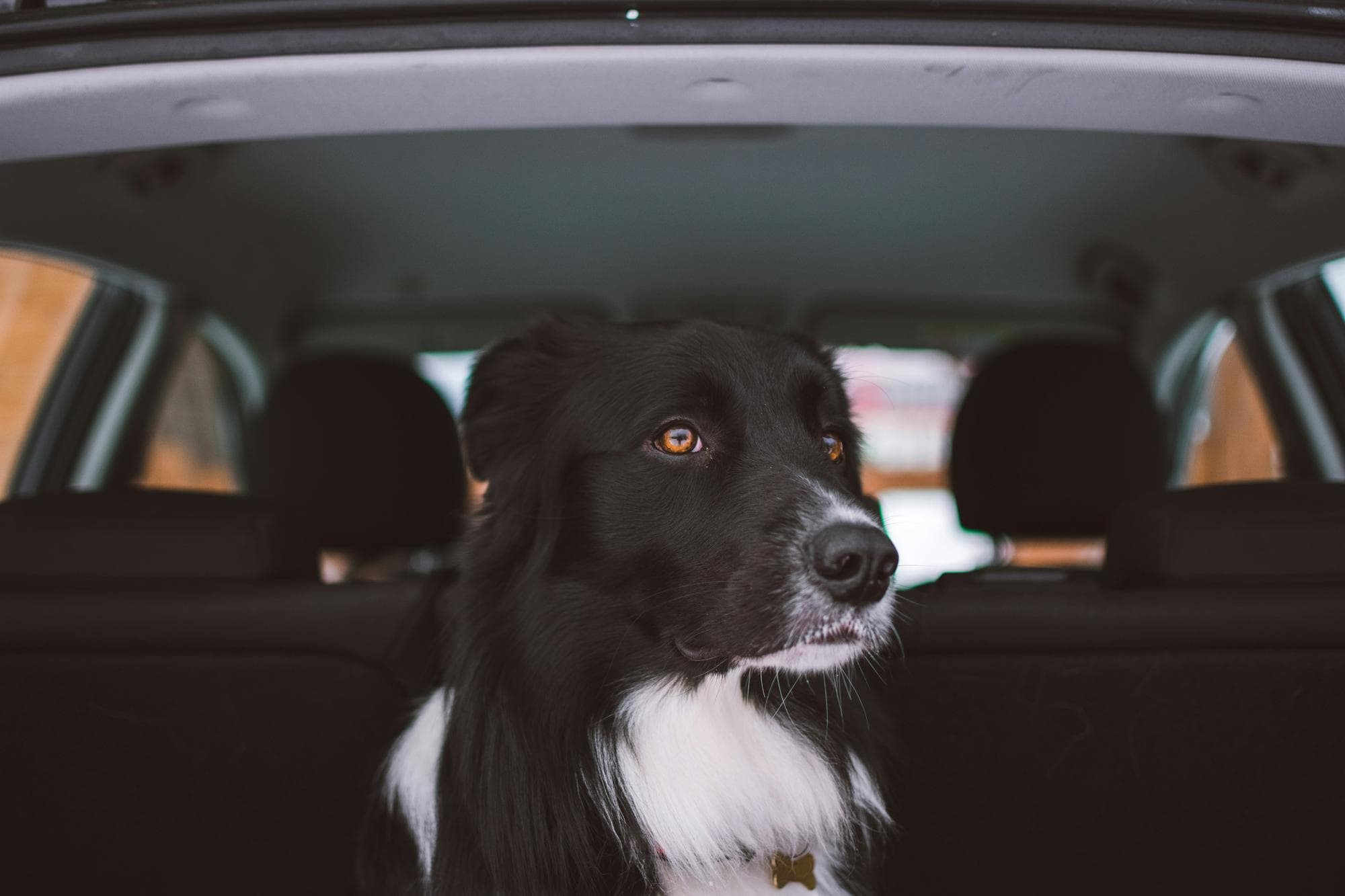 Breeder or Rescue: Which is the Best Fit for Me?