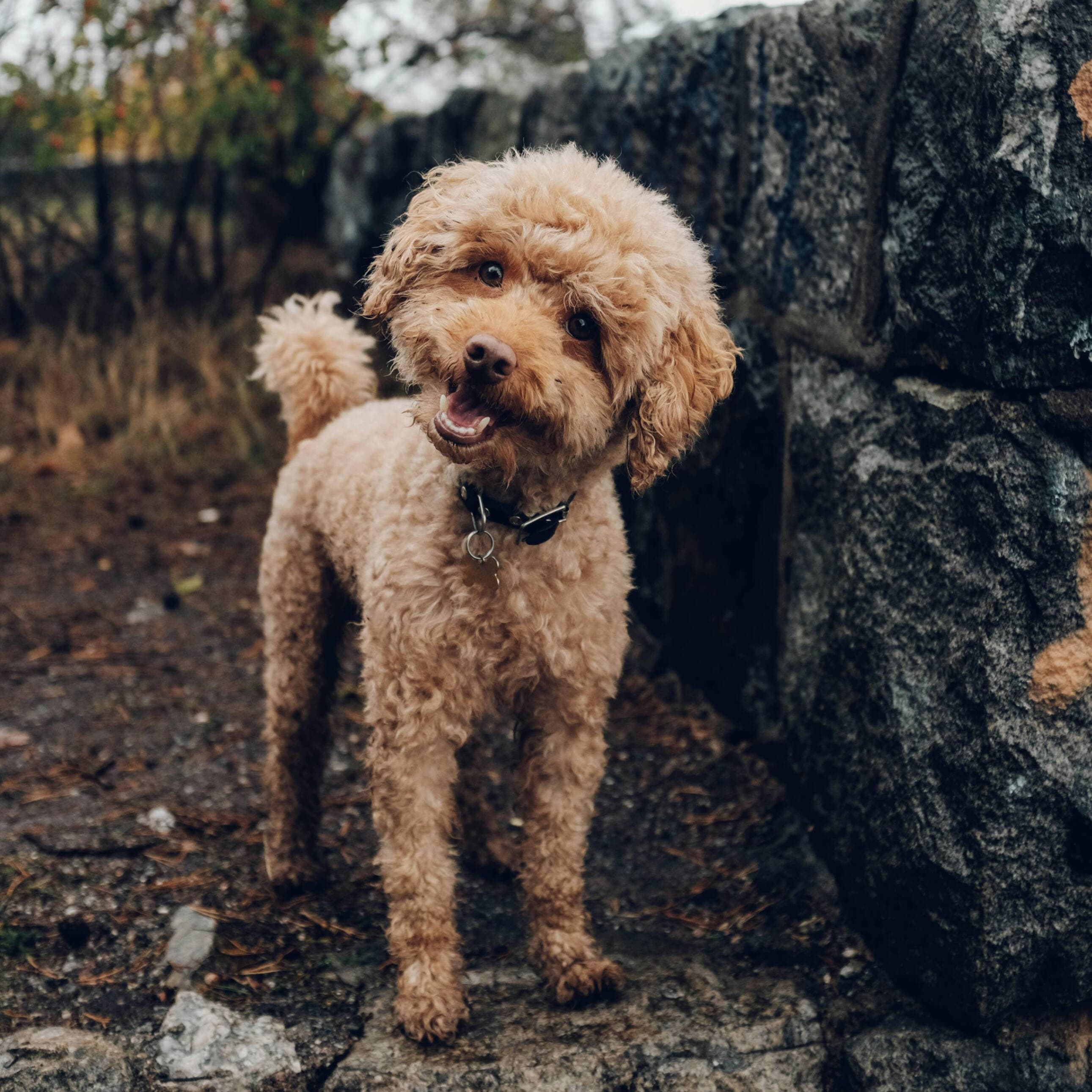A happy dog with its owner