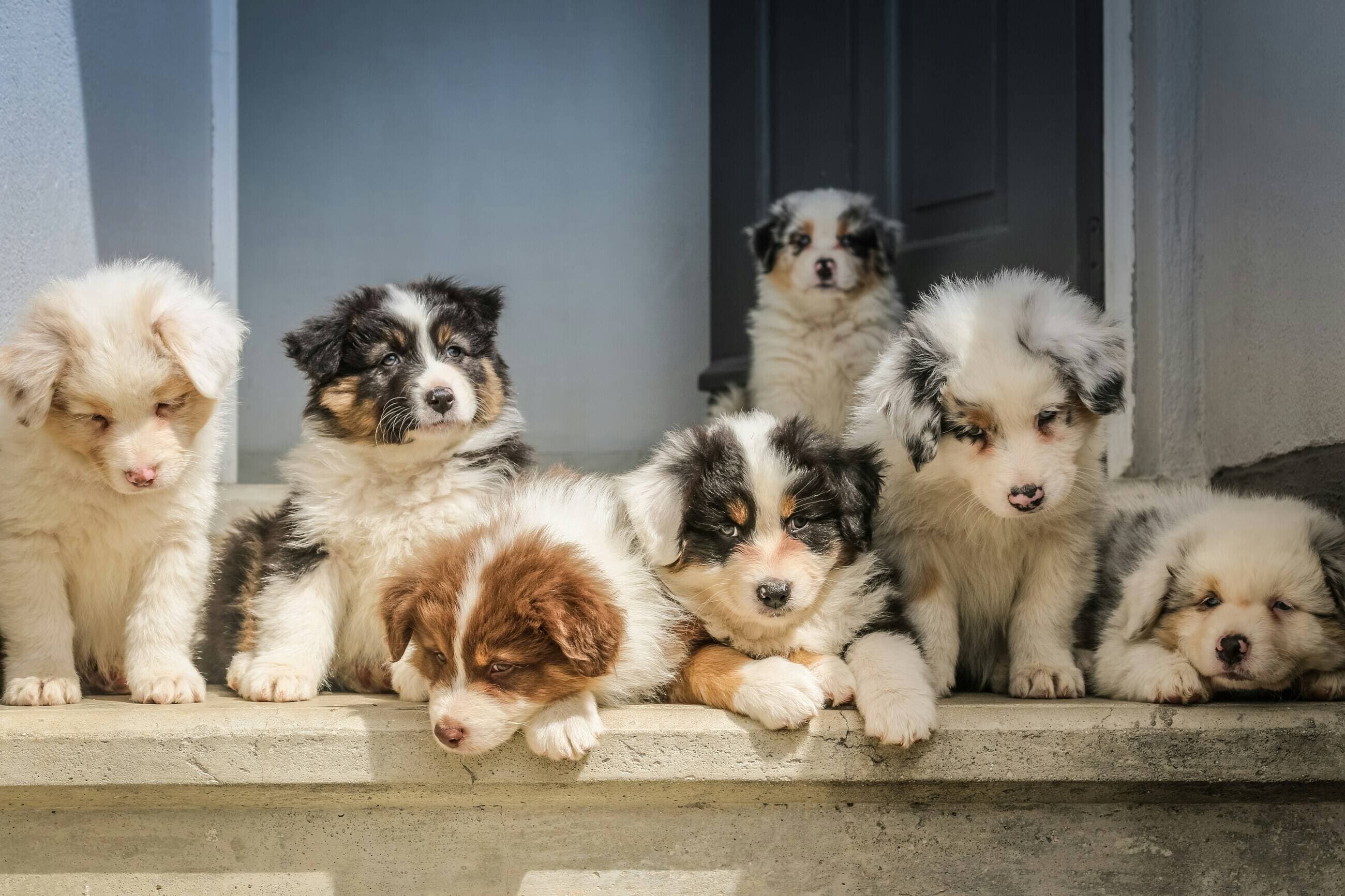 How do I select the right breeder?