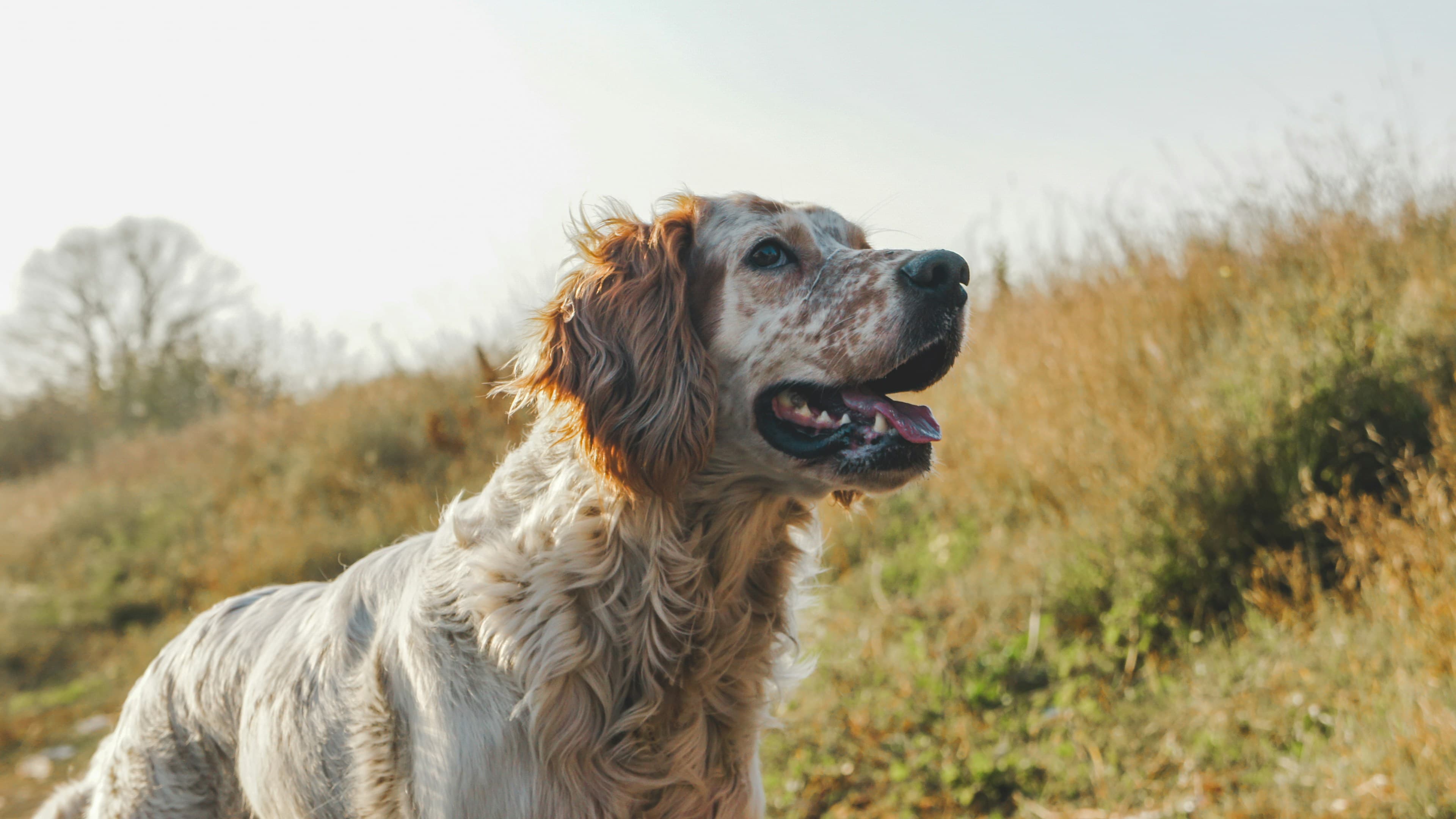 Breeder or rescue: which is the best fit for me?