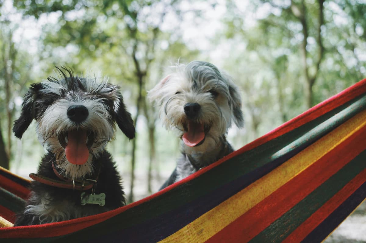 A breeder's puppy and a rescue dog side by side