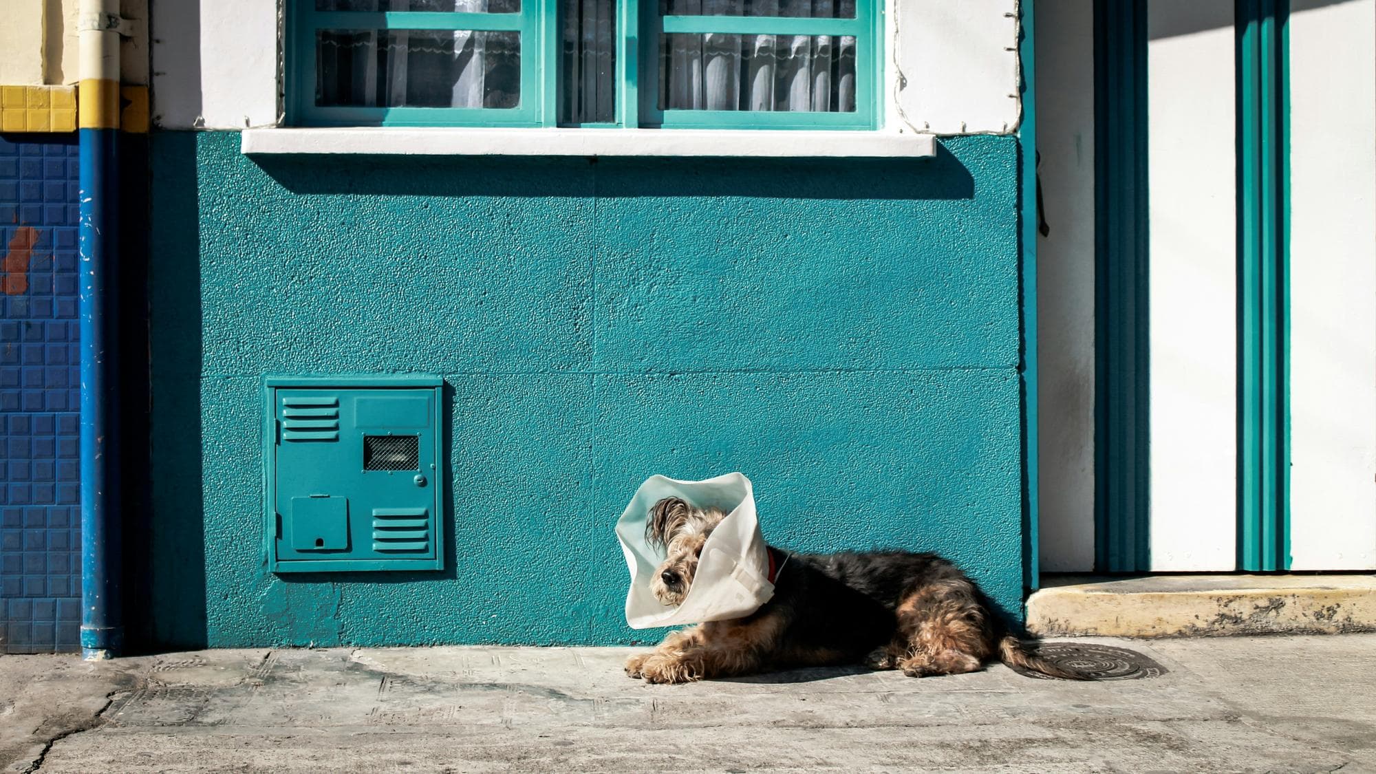 Understanding Dog Health Certifications