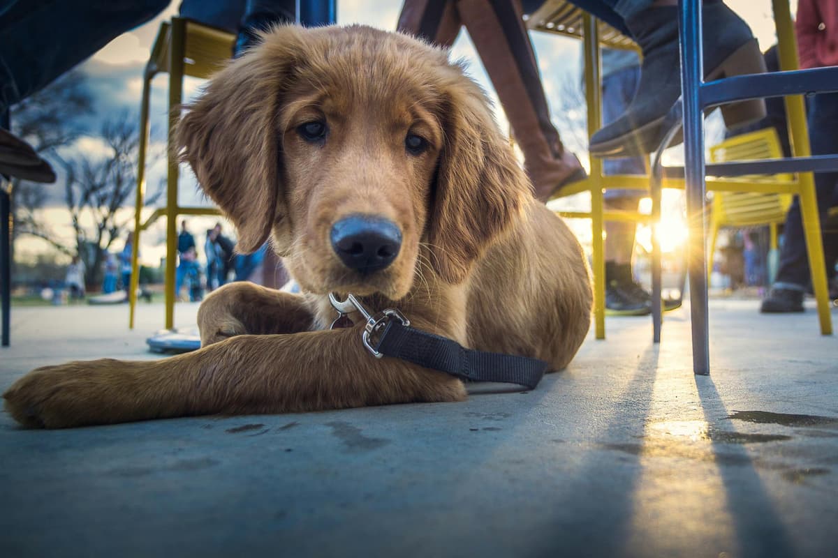 A veterinarian examining a dog