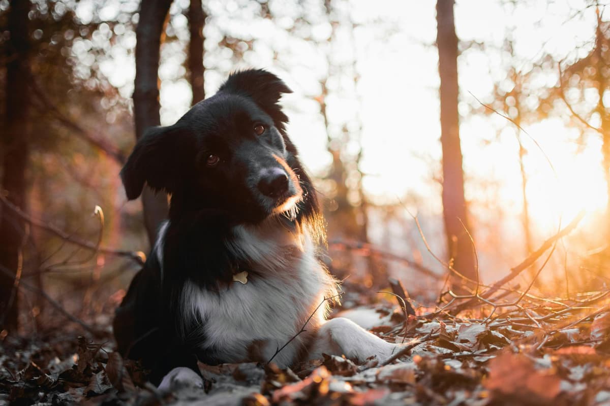 A dog undergoing genetic testing