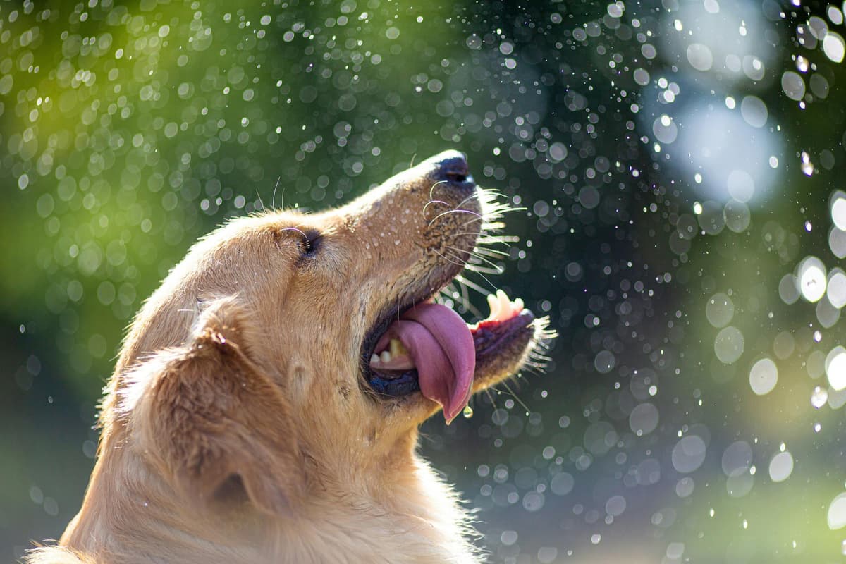 A dog at a veterinary check-up