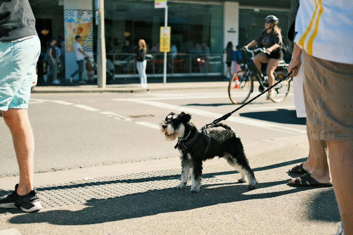 A person training their new dog