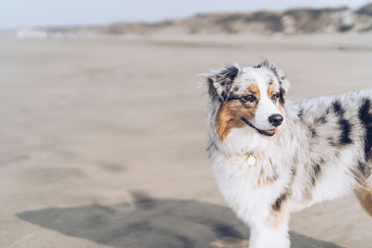Dog owner preparation