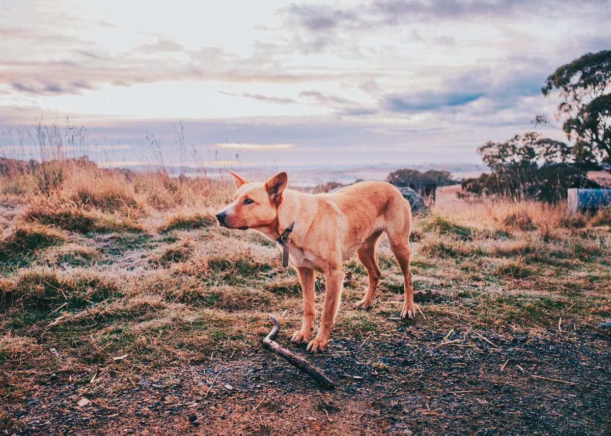 Dog-friendly home environment
