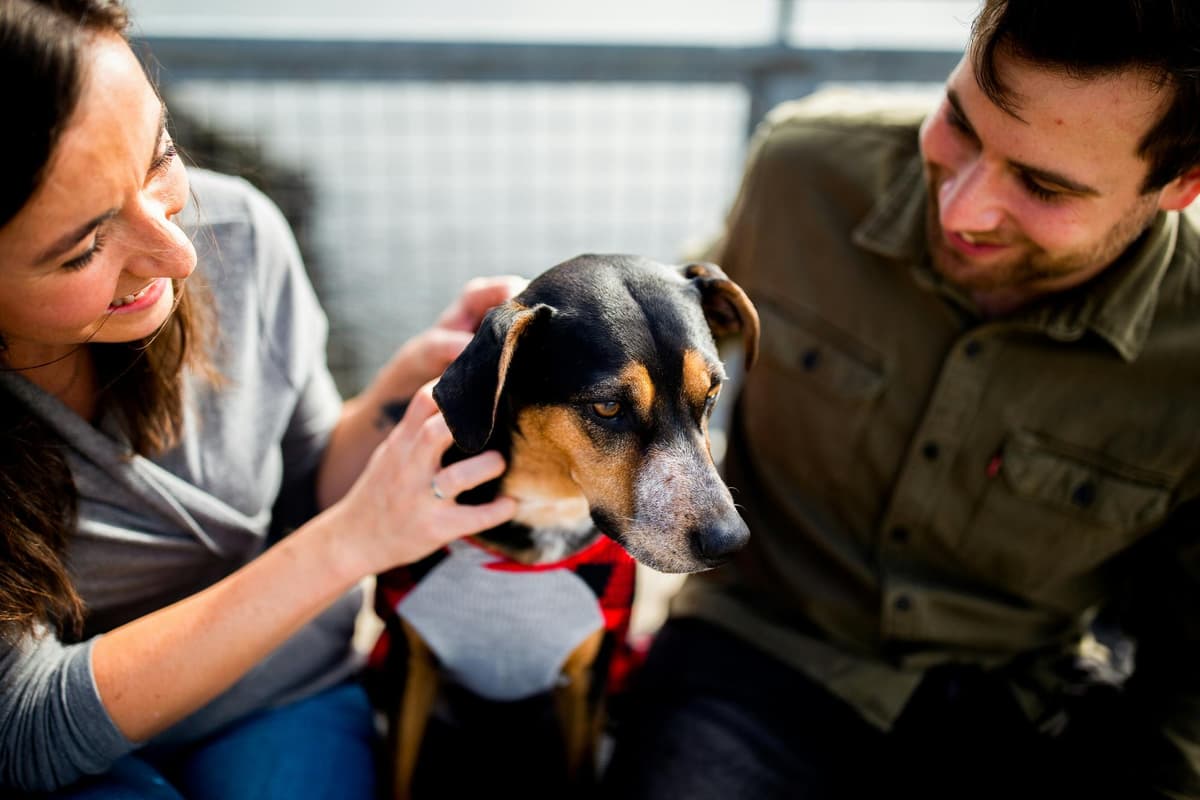 New dog and owner bonding