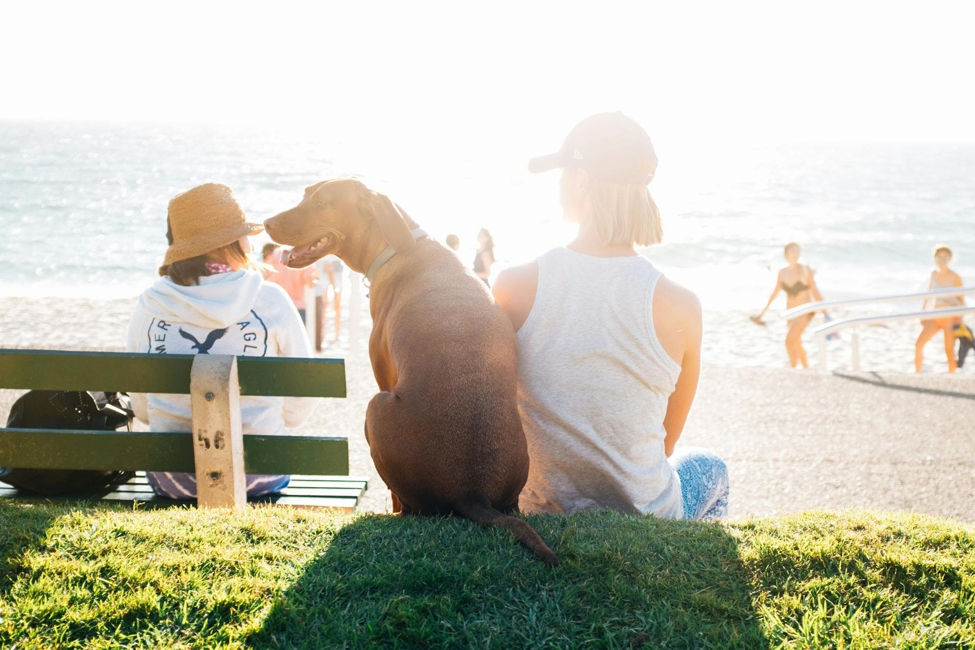 Hidden Costs of Dog Ownership