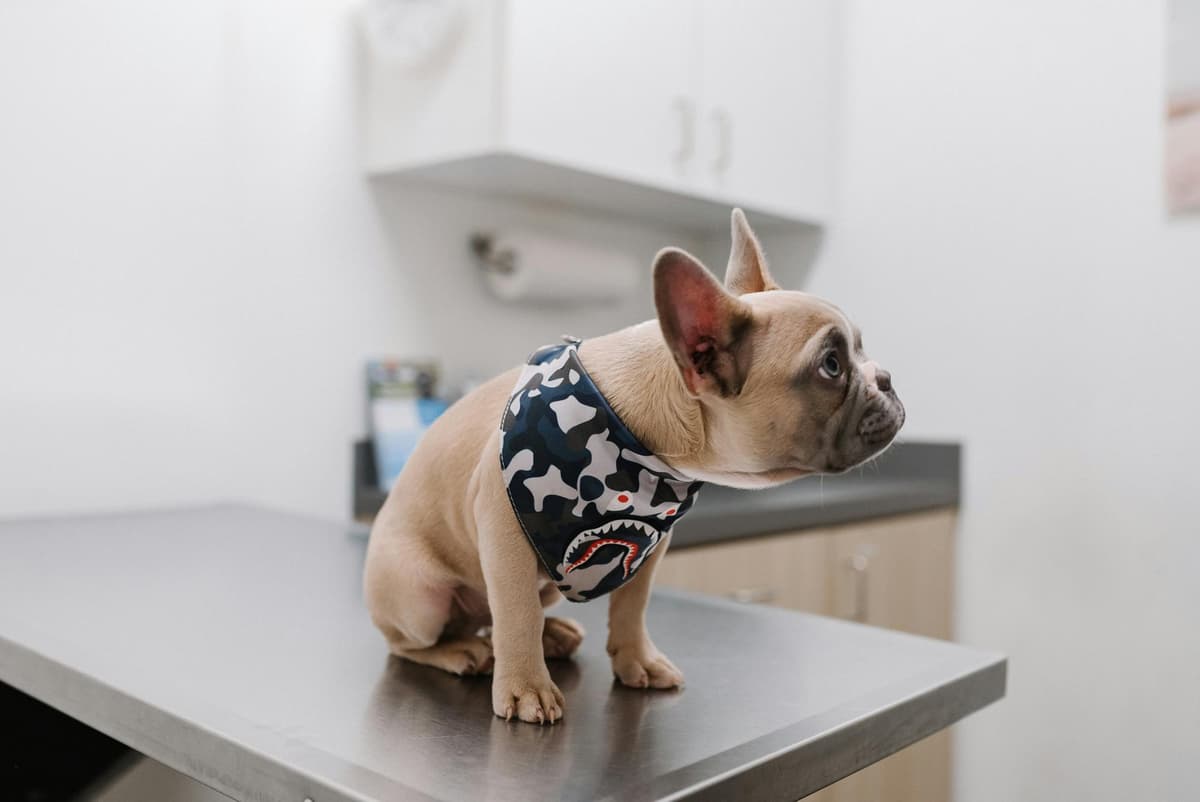 Various dog-related expenses