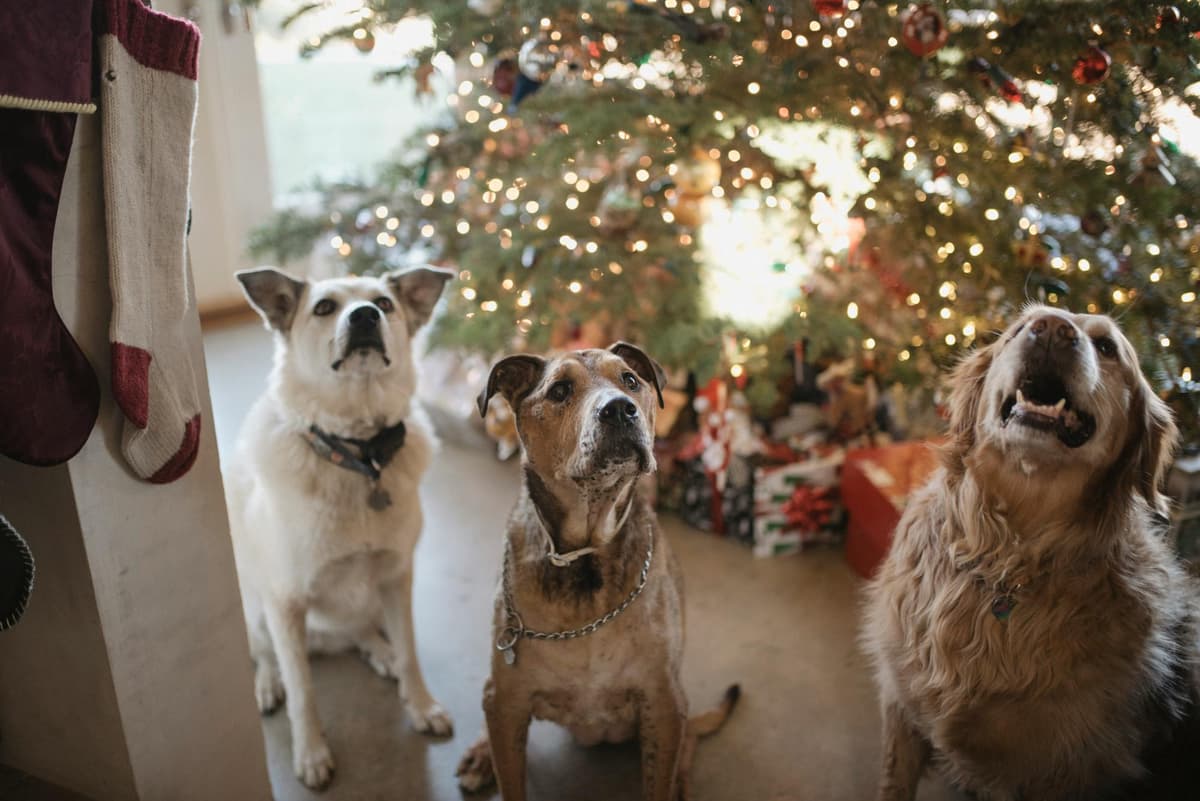 Dogs at daycare facility