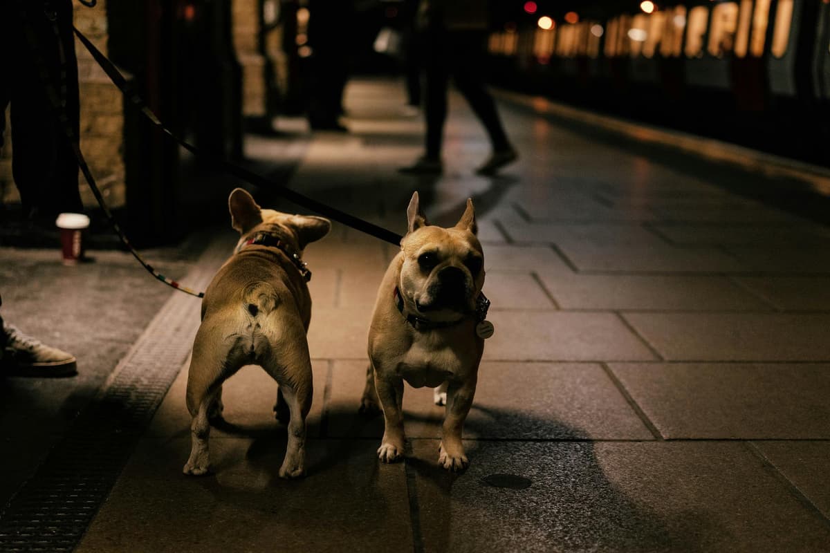 A controlled introduction between a dog and cat