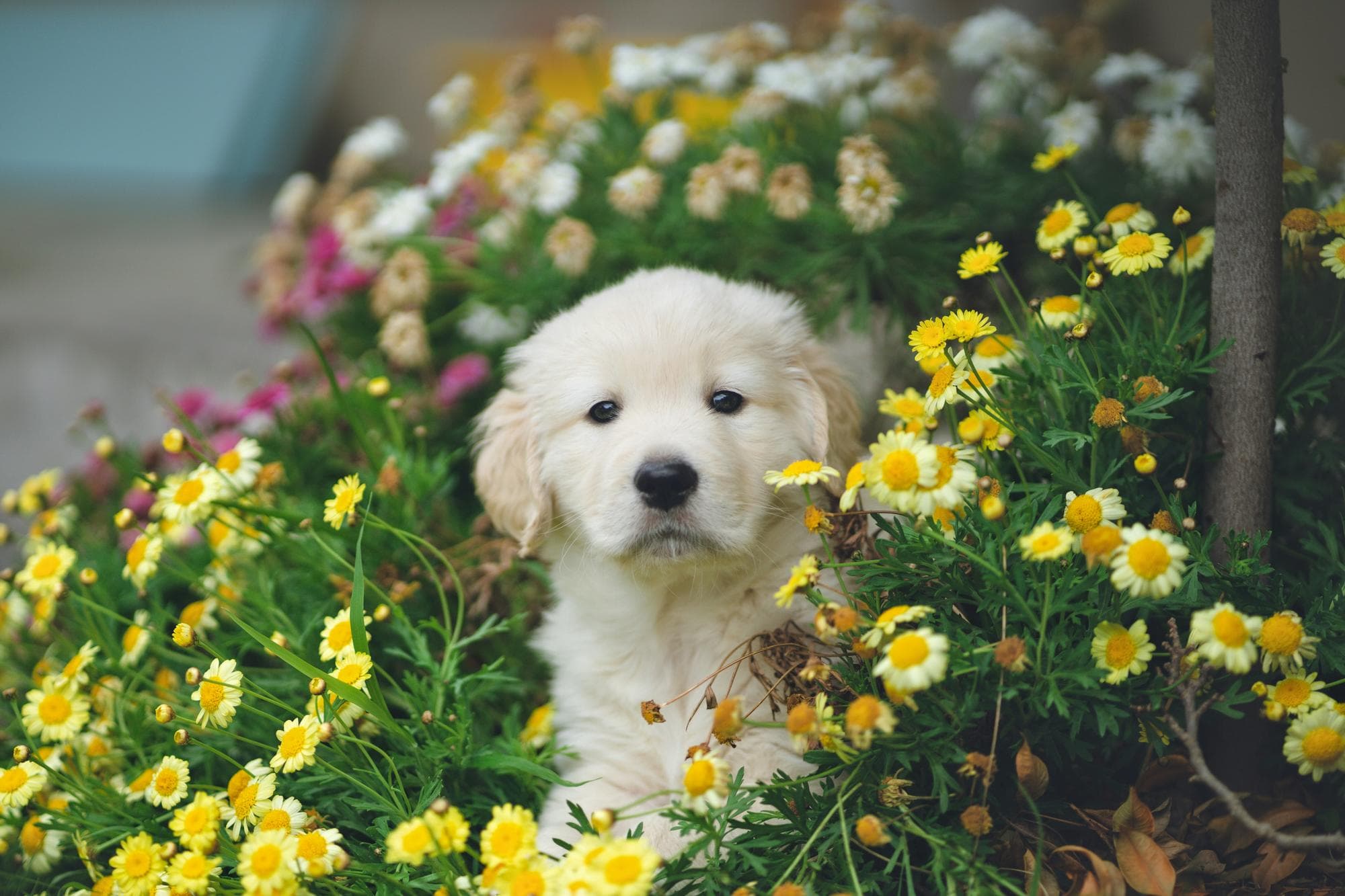 Your New Dog's First Week
