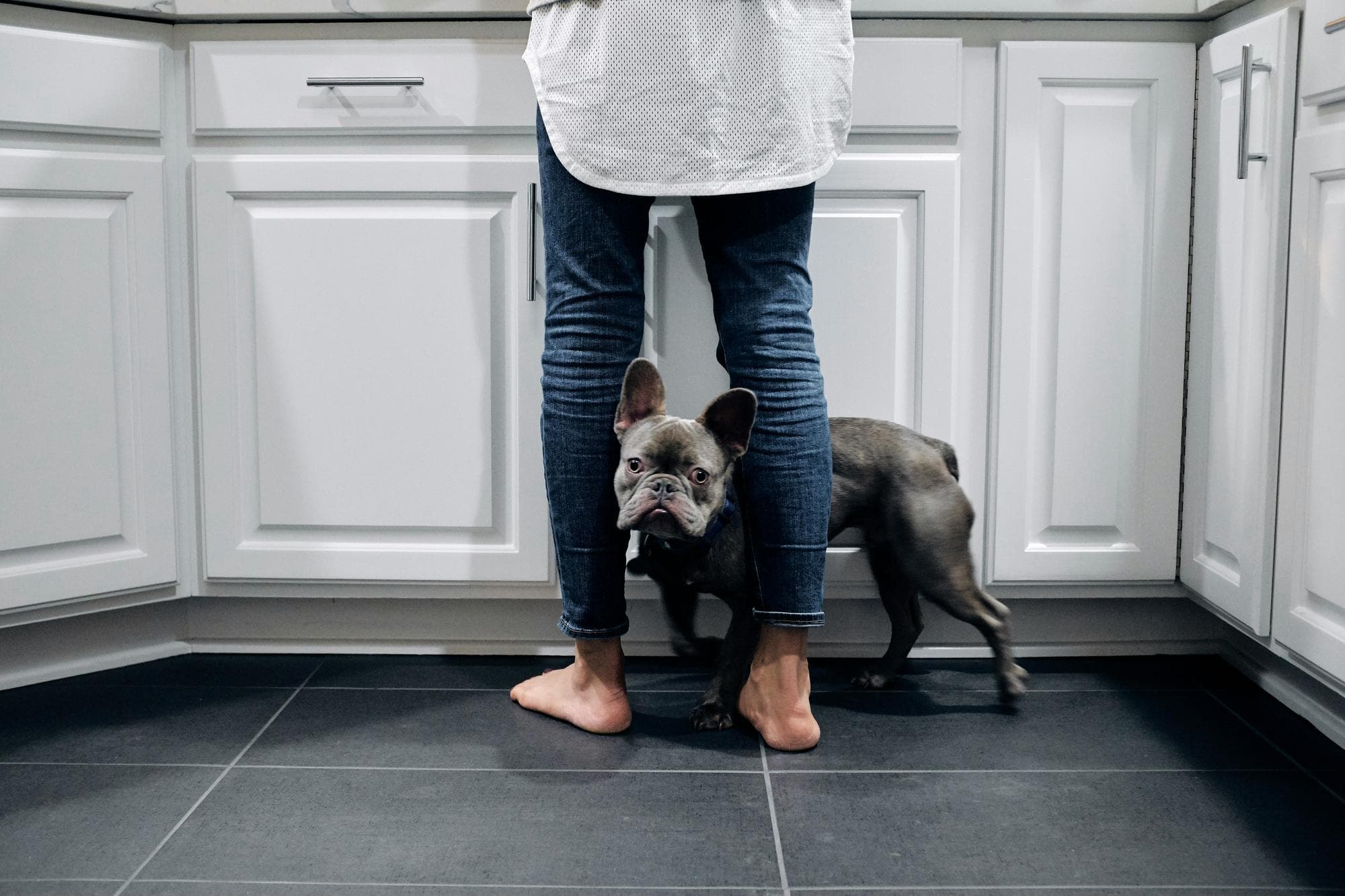 Preparing Your Home for a New Dog