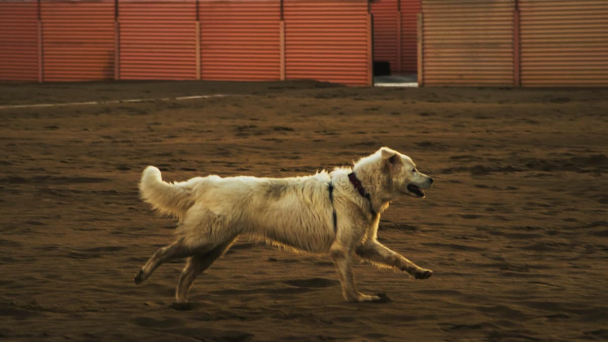 A backyard set up for dog exercise and play