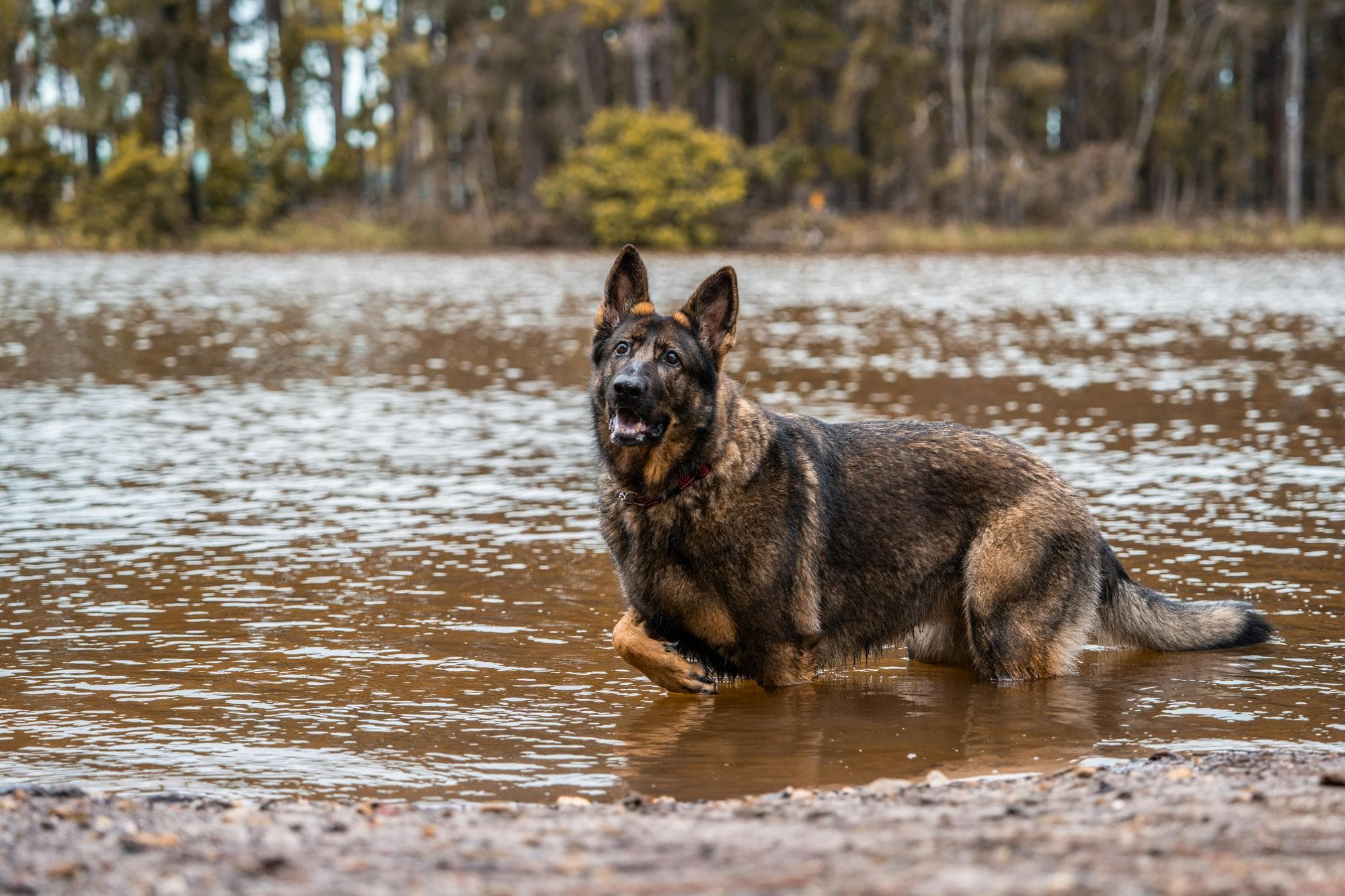 Purebred or Mixed Breed: Which Should I Choose?