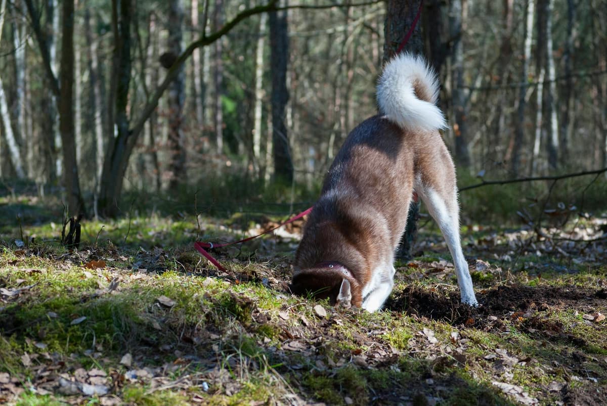 A person considering dog adoption and asking questions