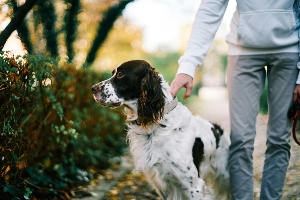 A family meeting a rescue dog