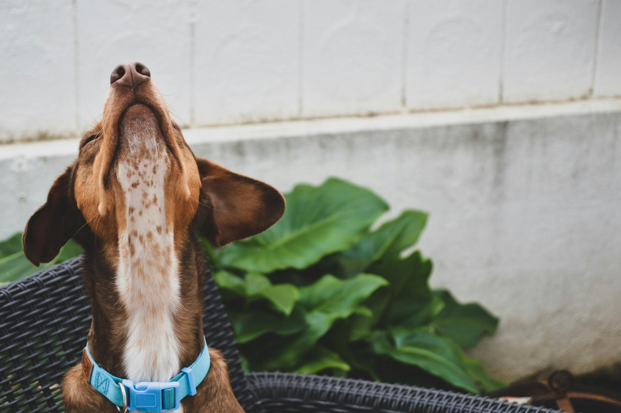 The Real Cost of 'Budget' Dogs