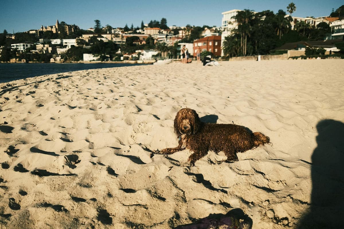 A concerned person examining a puppy