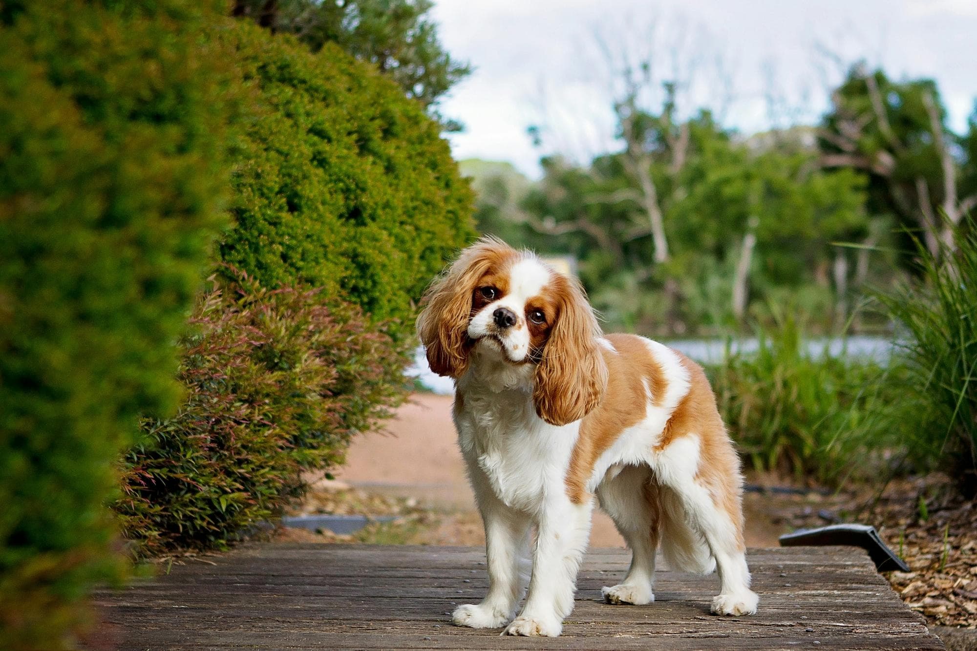 How Do I Select the Right Breeder?