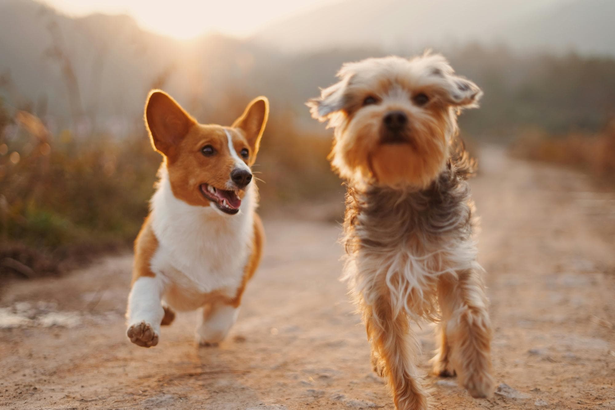 Understanding Different Dog Breeds