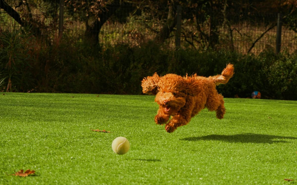 Various dog breeds