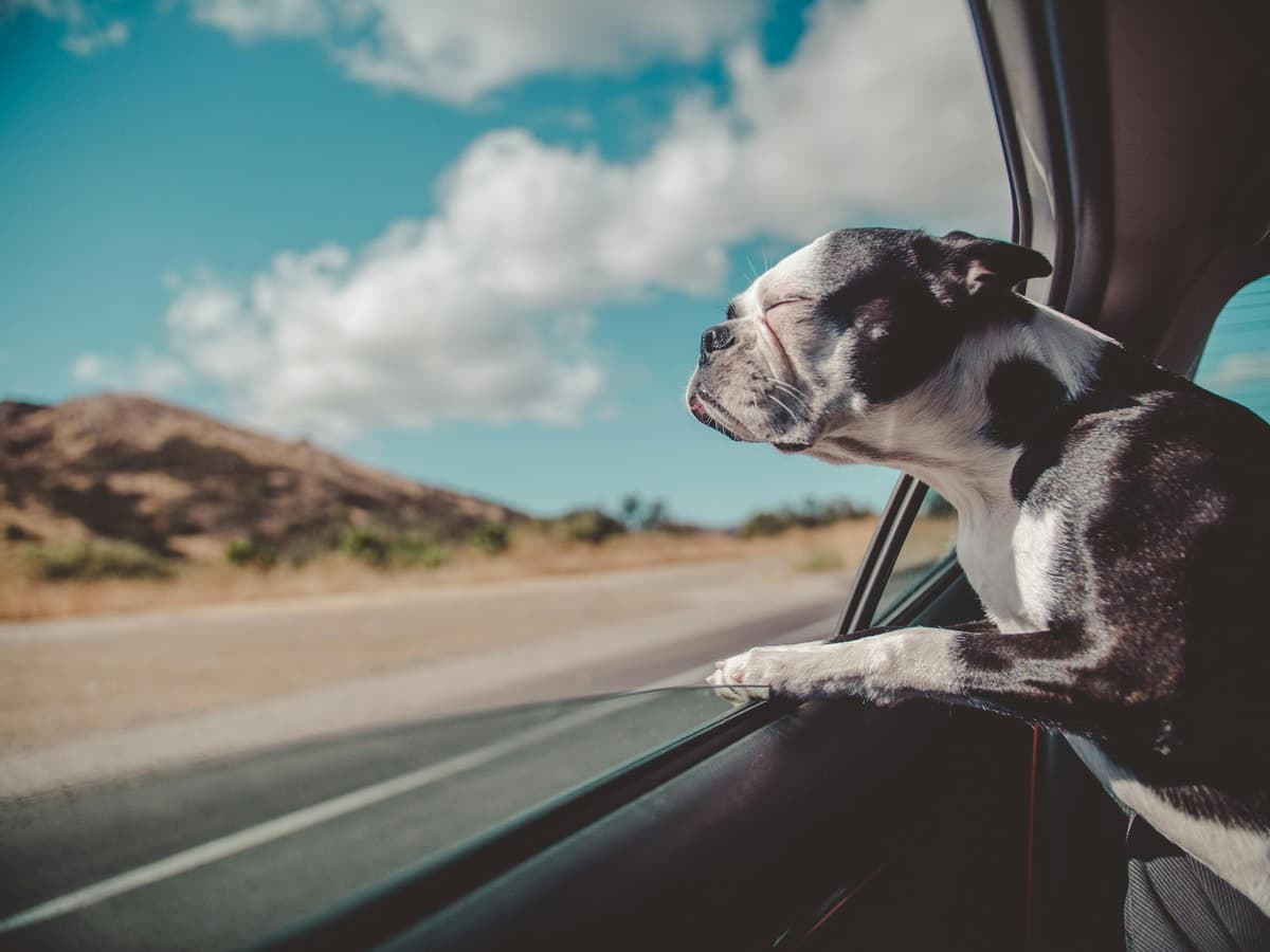Australian dog breeds